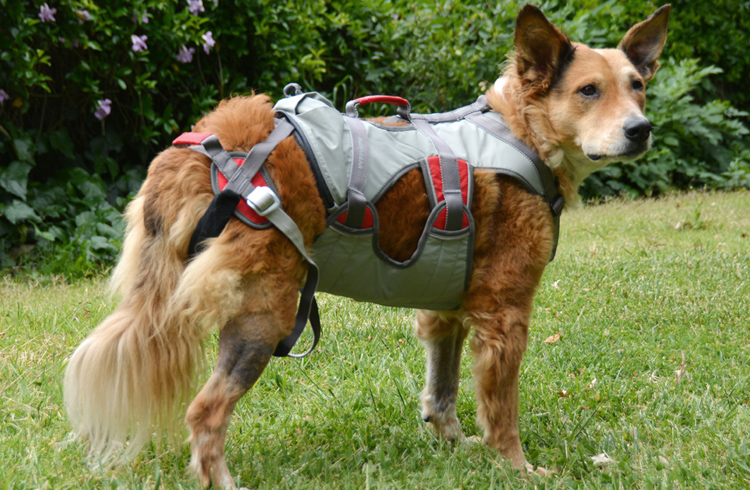 full body dog lifting harness